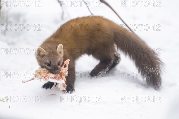 European pine marten (Martes martes) with a chick in his mouth standing in the snow in winter, National Park Bavarian Forest, Bavaria, Germany