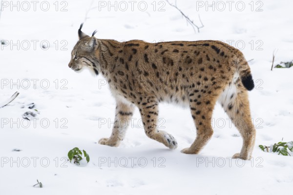 Eurasian lynx (Lynx lynx) walking in a forest in winter, snow, Bavaria, Germany