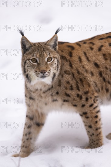Eurasian lynx (Lynx lynx) standing in a forest in winter, snow, Bavaria, Germany