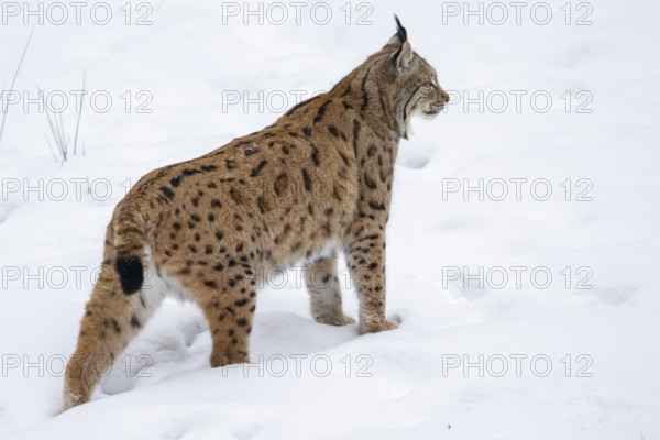 Eurasian lynx (Lynx lynx) standing in a forest in winter, snow, Bavaria, Germany