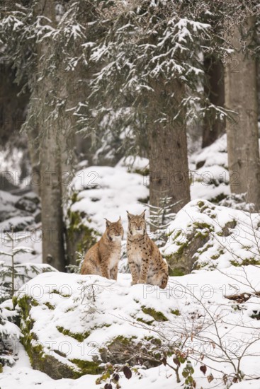 Eurasian lynx (Lynx lynx) sitting in a forest in winter, snow, Bavaria, Germany