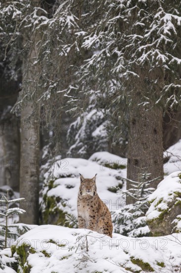 Eurasian lynx (Lynx lynx) sitting in a forest in winter, snow, Bavaria, Germany