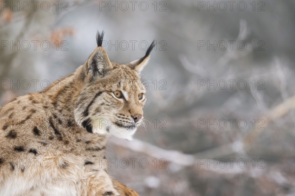 Eurasian lynx (Lynx lynx) in a forest in winter, portrait, snow, Bavaria, Germany