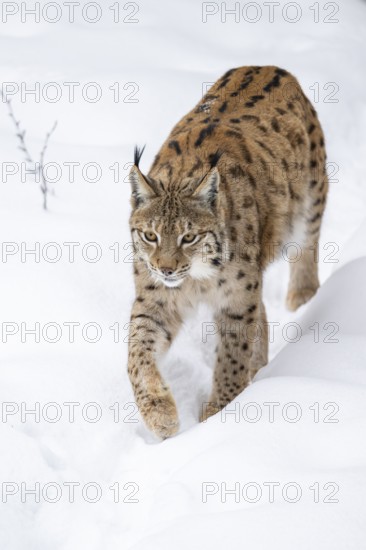Eurasian lynx (Lynx lynx) walking in a forest in winter, snow, Bavaria, Germany