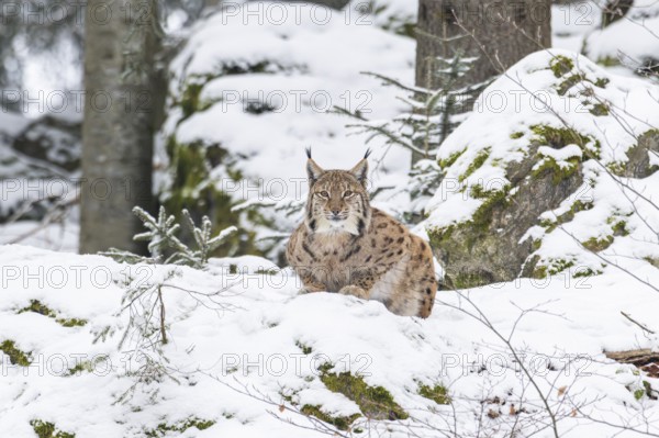 Eurasian lynx (Lynx lynx) lying in a forest in winter, snow, Bavaria, Germany