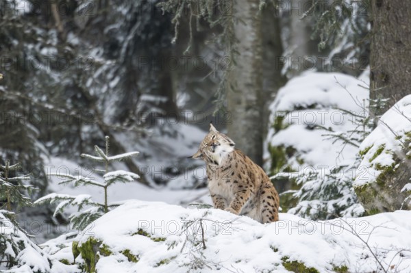 Eurasian lynx (Lynx lynx) sitting in a forest in winter, snow, Bavaria, Germany