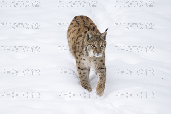 Eurasian lynx (Lynx lynx) walking in a forest in winter, snow, Bavaria, Germany