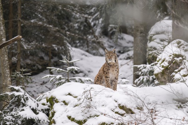 Eurasian lynx (Lynx lynx) sitting in a forest in winter, snow, Bavaria, Germany