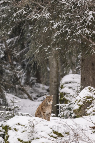 Eurasian lynx (Lynx lynx) sitting in a forest in winter, snow, Bavaria, Germany