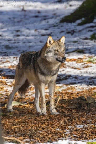 European gray wolf (Canis lupus lupus) standing in a forest in winter, snow, Bavaria, Germany