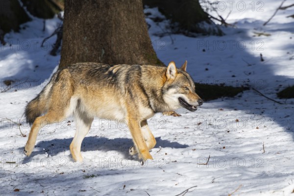 European gray wolf (Canis lupus lupus) walking in a forest in winter, snow, Bavaria, Germany