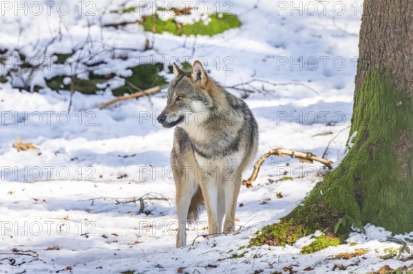 European gray wolf (Canis lupus lupus) standing in a forest in winter, snow, Bavaria, Germany