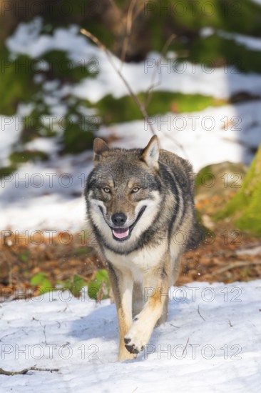 European gray wolf (Canis lupus lupus) walking in a forest in winter, snow, Bavaria, Germany