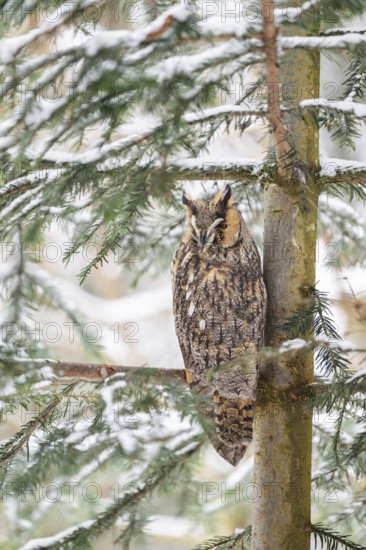 Long-eared owl (Asio otus) sitting on a branch in winter, National Park Bavarian Forest, Bavaria, Germany