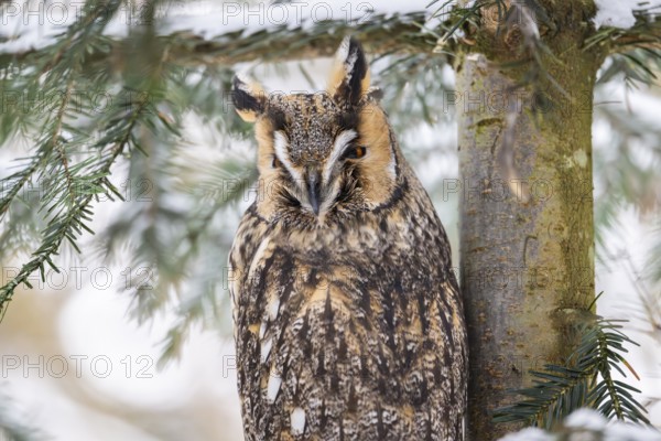 Long-eared owl (Asio otus) sitting on a branch in winter, National Park Bavarian Forest, Bavaria, Germany