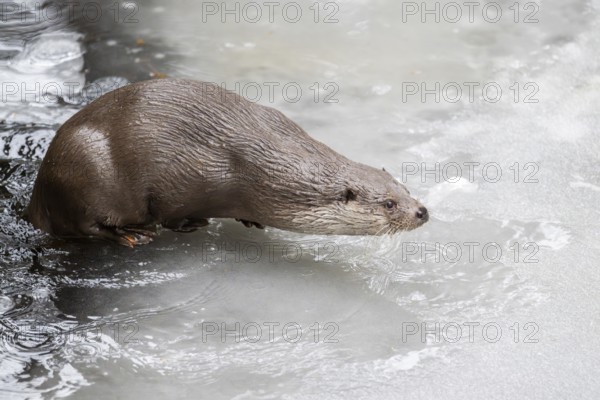 Eurasian otter (Lutra lutra) in a little lake on the ice in winter, Bavaria, Germany