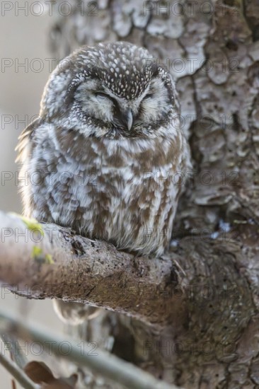 Great Horned Owl (Aegolius funereus) sitting on a branch in winter, National Park Bavarian Forest, Bavaria, Germany