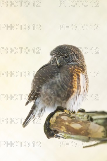 Eurasian pygmy owl (Glaucidium passerinum) sitting on a branch in winter, National Park Bavarian Forest, Bavaria, Germany