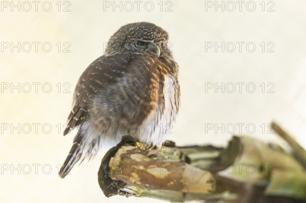 Eurasian pygmy owl (Glaucidium passerinum) sitting on a branch in winter, National Park Bavarian Forest, Bavaria, Germany