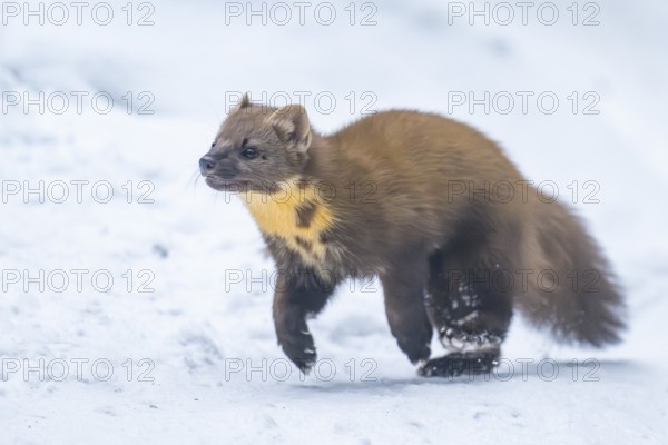 European pine marten (Martes martes) running in the snow in winter, National Park Bavarian Forest, Bavaria, Germany