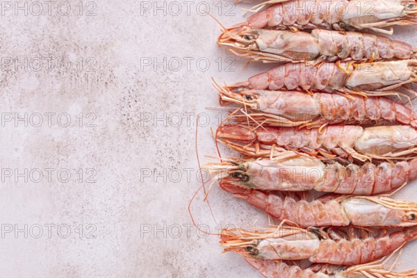 Freshly frozen shrimps, Argentine shrimps, langoustines, neatly laid out on the surface, top view