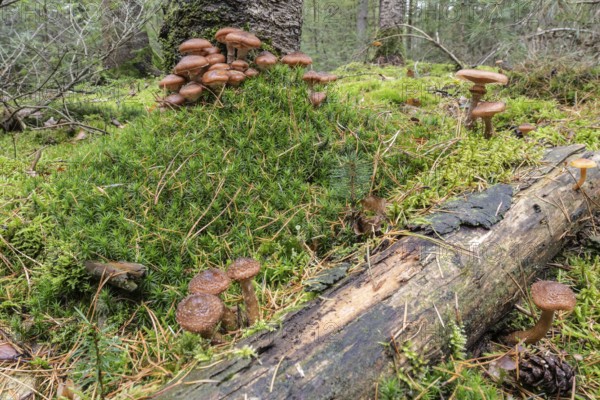 Hallimash (Armillaria ostoyae), Emsland, Lower Saxony, Germany