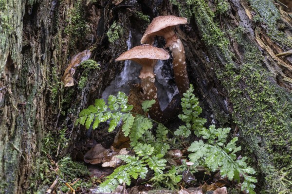 Hallimash (Armillaria ostoyae) and fern, Emsland, Lower Saxony, Germany