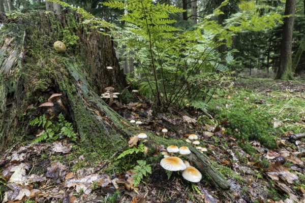 Green leaf sulfur head (Hypholoma fasciculare) and fern on a tree stump, Emsland, Lower Saxony, Germany