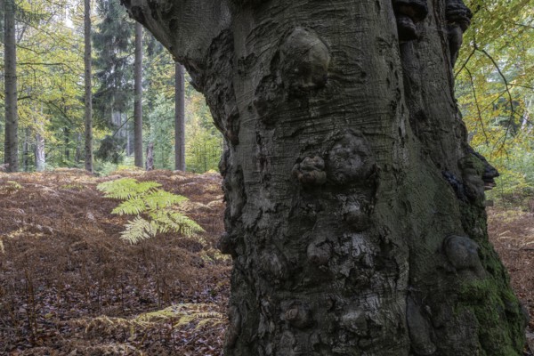 Old European beech (Fagus sylvatica) and bracken (Pteridium aquilinum), Emsland, Lower Saxony, Germany