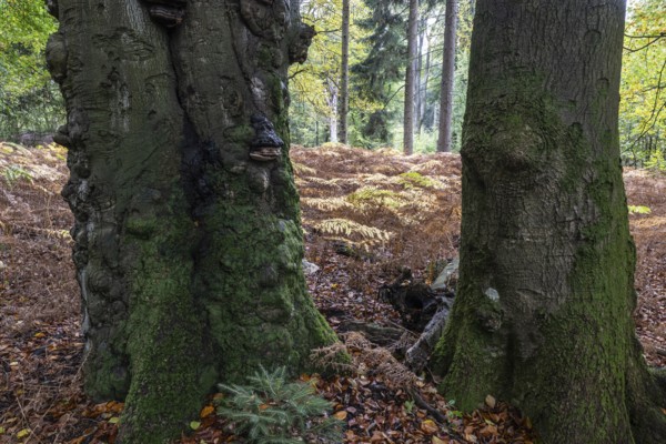 Old red beech (Fagus sylvatica) and eagle fern (Pteridium aquilinum), Emsland, Lower Saxony, Germany
