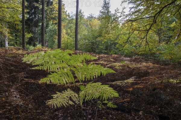Eagle fern (Pteridium aquilinum) in mixed autumn forest, Emsland, Lower Saxony, Germany