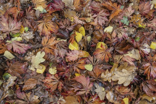 Falllaub, Emsland, Lower Saxony, Germany