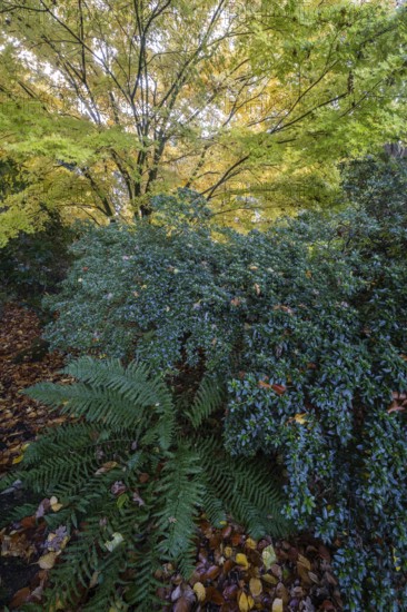 Japanese Japanese maple (Acer palmatum Sangu-Kaku) in autumn leaves behind rhododendron and fern, Emsland, Lower Saxony, Germany
