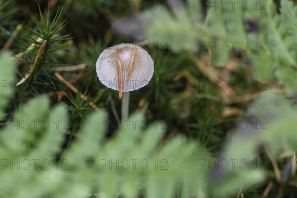 Helmling (Mycena), Emsland, Lower Saxony, Germany