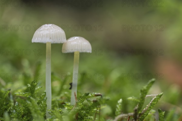 Helmlinge (Mycena), Emsland, Lower Saxony, Germany