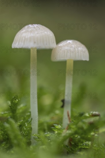 Helmlinge (Mycena), Emsland, Lower Saxony, Germany