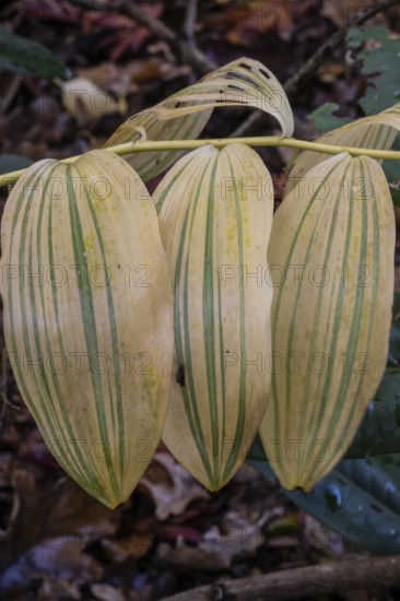 Patterns in autumn leaves of Solomon seal (Polygonatum multiflorum), Emsland, Lower Saxony, Germany