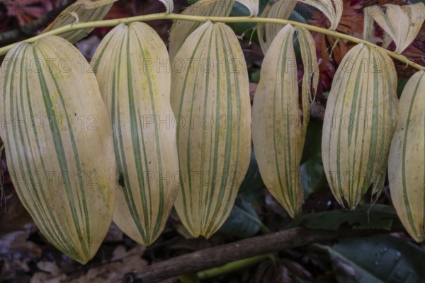 Patterns in autumn leaves of Solomon seal (Polygonatum multiflorum), Emsland, Lower Saxony, Germany