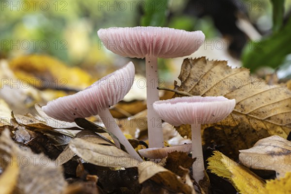 Dwarf paint funnels (Laccaria tortilis), Emsland, Lower Saxony, Germany