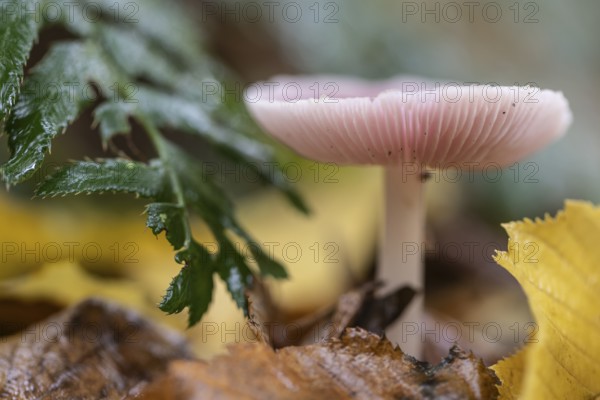 Dwarf lactrichterling (Laccaria tortilis), Emsland, Lower Saxony, Germany