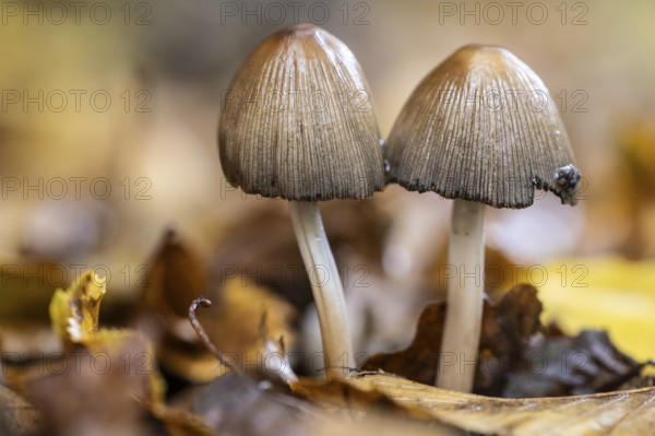 Mica tints (Coprinus micaceus), Emslland, Lower Saxony, Germany
