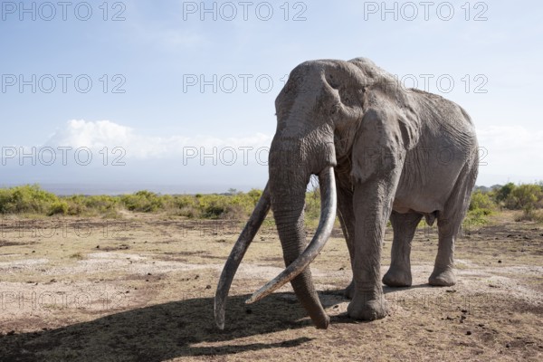 African elephant (Loxodonta africana) the famous Super Tusker elephant Craig, old male with long tusks, Kajiado County, Kenya
