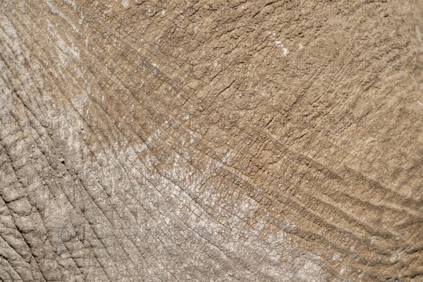 African elephant (Loxodonta africana) detail of skin, Kajiado County, Kenya