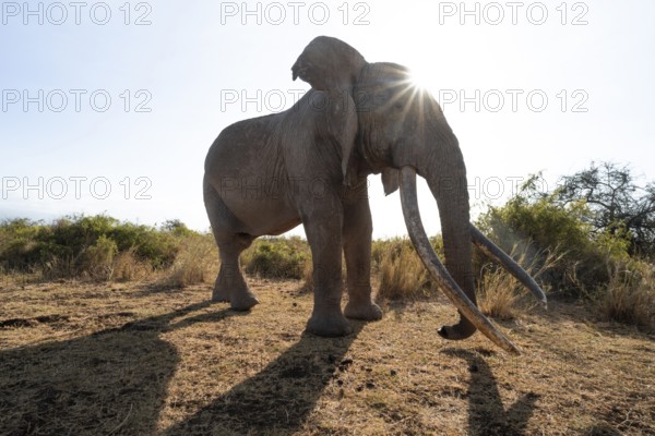 African elephant (Loxodonta africana) the famous Super Tusker elephant Craig, old male with long tusks, with sun star, Kajiado County, Kenya