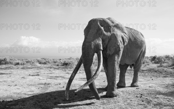African elephant (Loxodonta africana) the famous Super Tusker elephant Craig, old male with long tusks, black and white, Kajiado County, Kenya