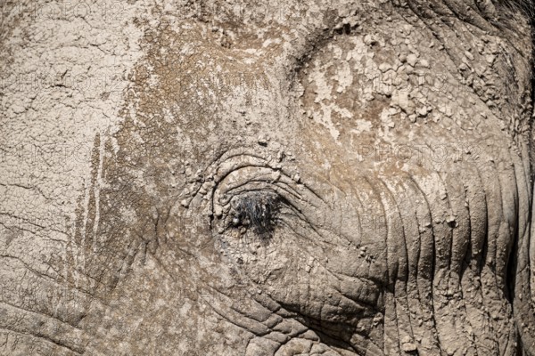 African elephant (Loxodonta africana) detail of eye, Kajiado County, Kenya