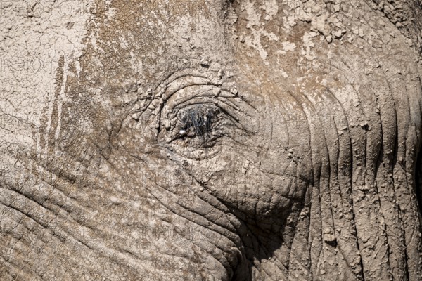 African elephant (Loxodonta africana) detail of the eye, the famous Super Tusker elephant Craig, Kajiado County, Kenya