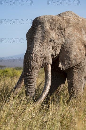 African elephant (Loxodonta africana) the famous Super Tusker elephant Craig, old male with long tusks, animal portrait, Kajiado County, Kenya