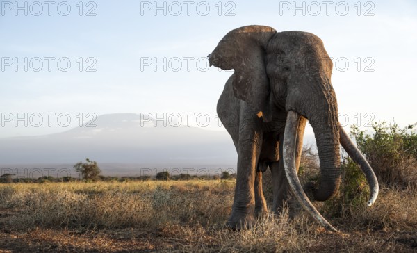 African elephant (Loxodonta africana), the famous Super Tusker elephant Craig, old male with long tusks, in picturesque landscape with the summit of Mount Kilimanjaro, in atmospheric evening light, Kajiado County, Kenya