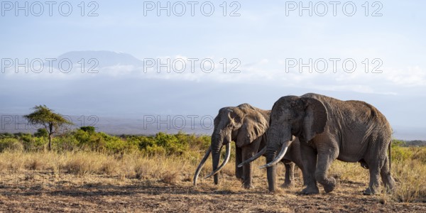 Two African elephants (Loxodonta africana) in a picturesque landscape with the summit of Mount Kilimanjaro, the famous Super Tusker elephant Craig and Pascal, old male with long tusks, in atmospheric evening light, Kajiado County, Kenya